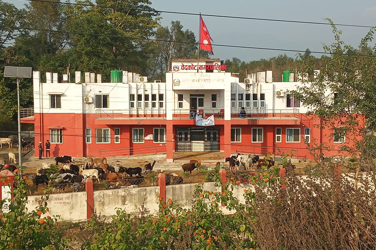 छाडा पशु व्यवस्थापनको विषयलाई लिएर विवाद सिर्जना