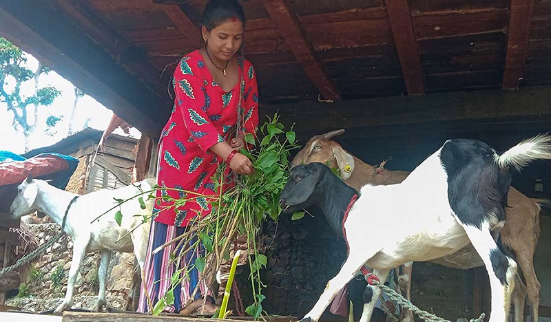 बाख्रापालनमा हौसिँदै रामपुरका महिला