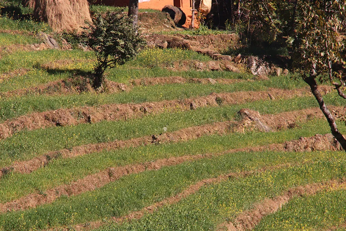 लामो समयसम्म पानी नपर्दा हिउँदे बाली सुक्दै