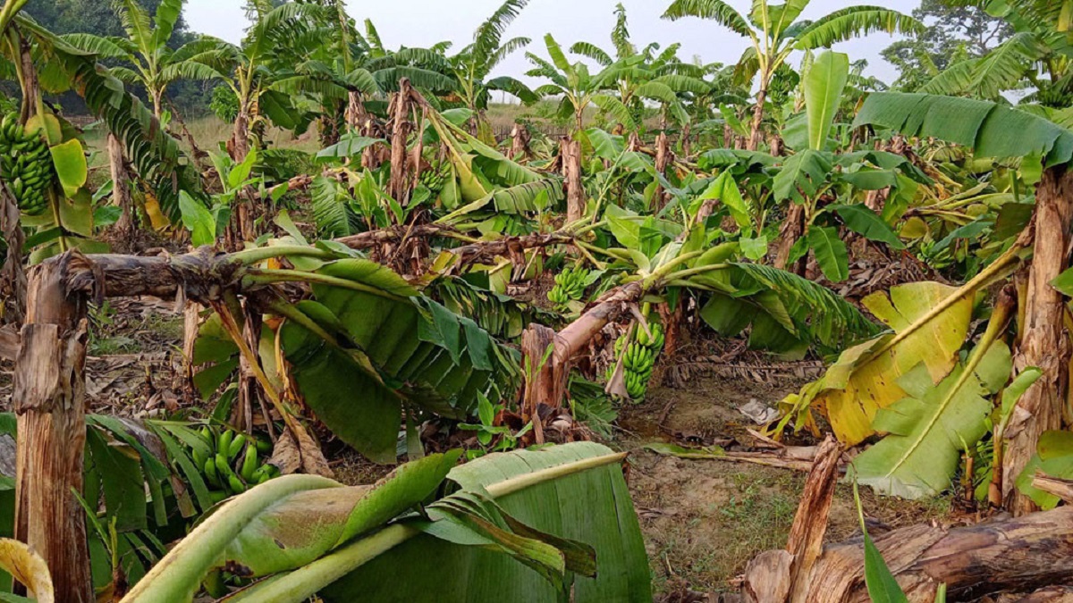 वर्षासँगै आएको हावाहुरीले केराखेतीमा ५१ लाखको क्षति