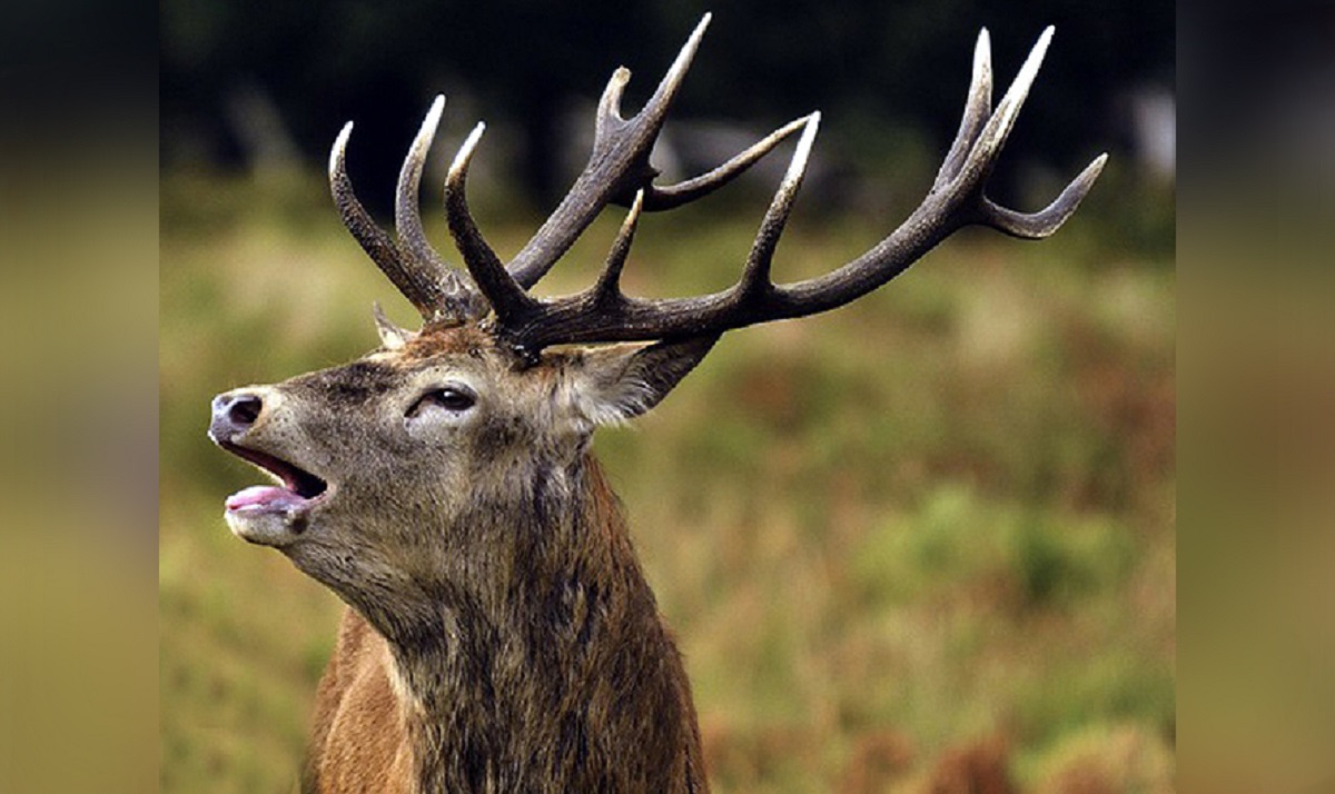 शुक्लाफाँटामा बाह्रसिङ्गाको गणना हुँदै