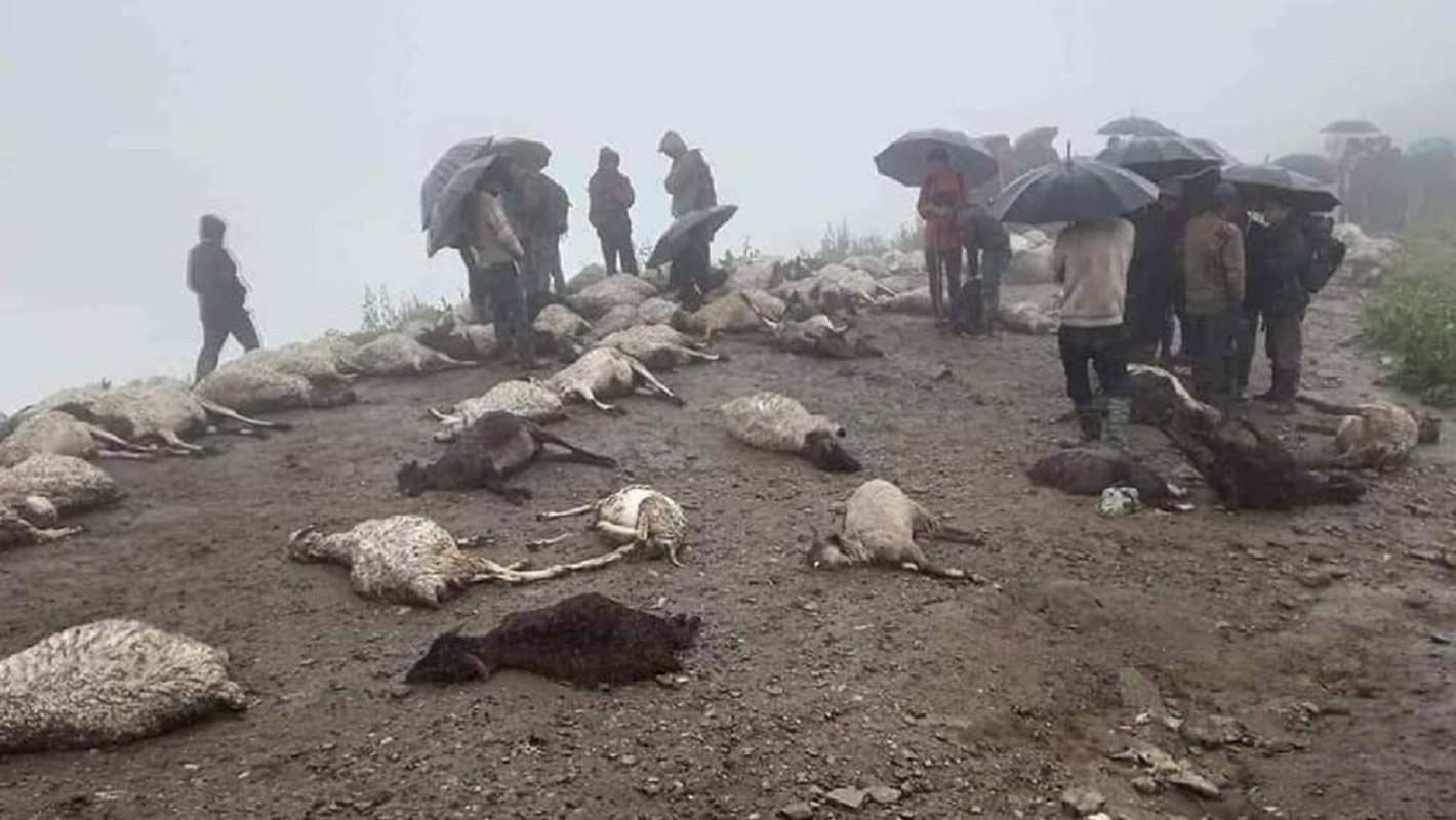 जुम्लामा चट्याङ लागेर ८० भेडा मरे, ३ सय भेडा बेपत्ता