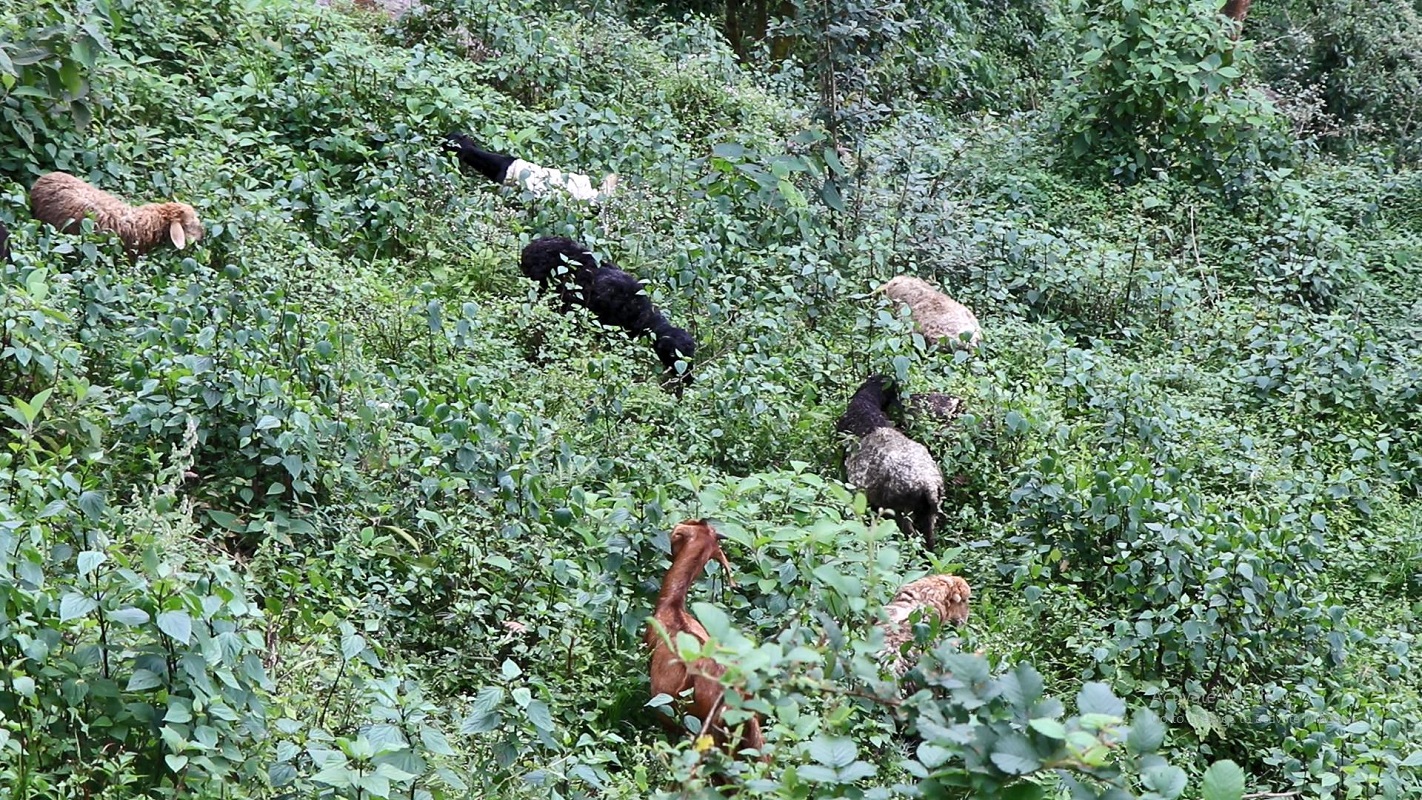 तेह्रथुमका लेकमा देखिन छाडे भेडीगोठ