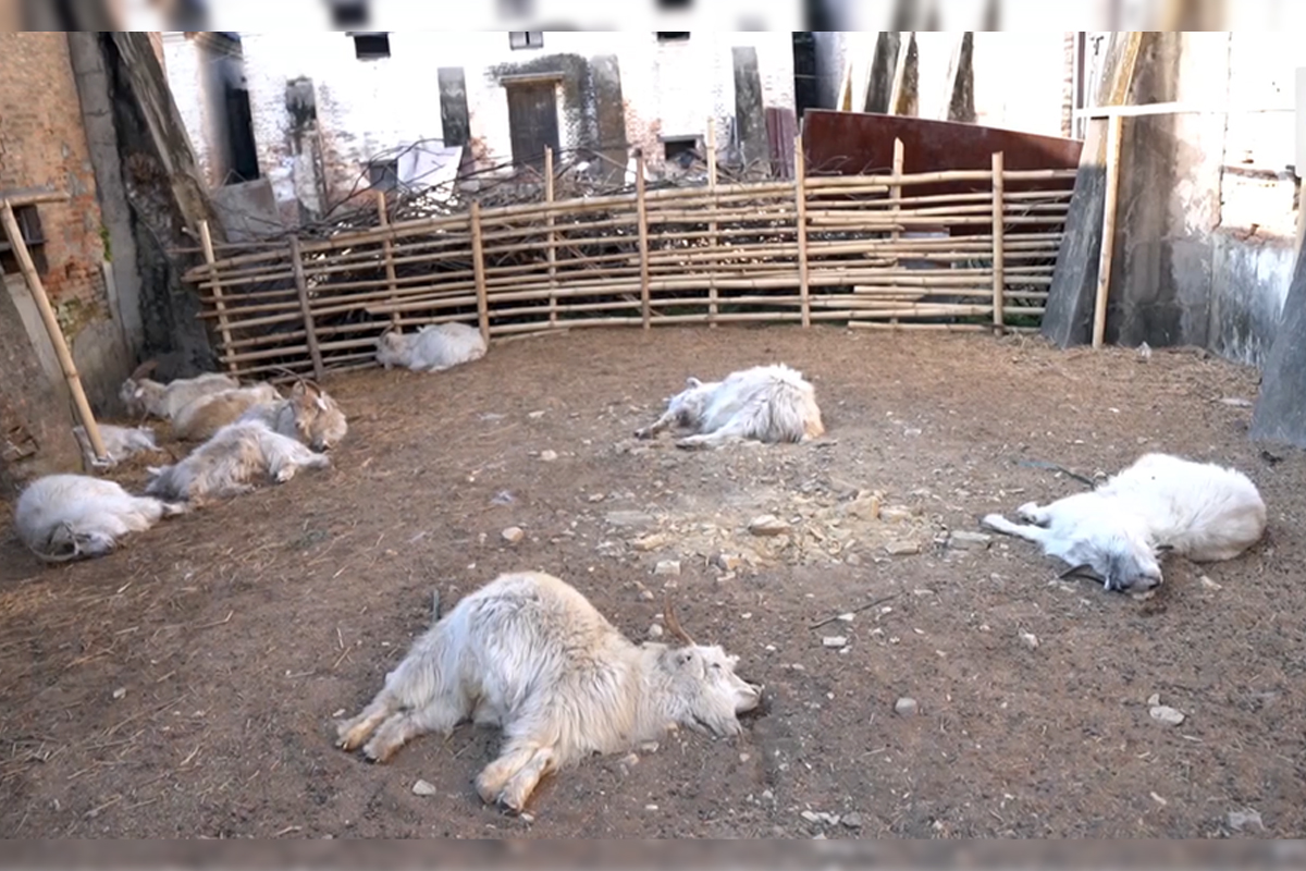 'कमिसनको गोलचक्कर'मा खाद्य संस्थान, एकैदिन मरे २८ च्याङ्ग्रा