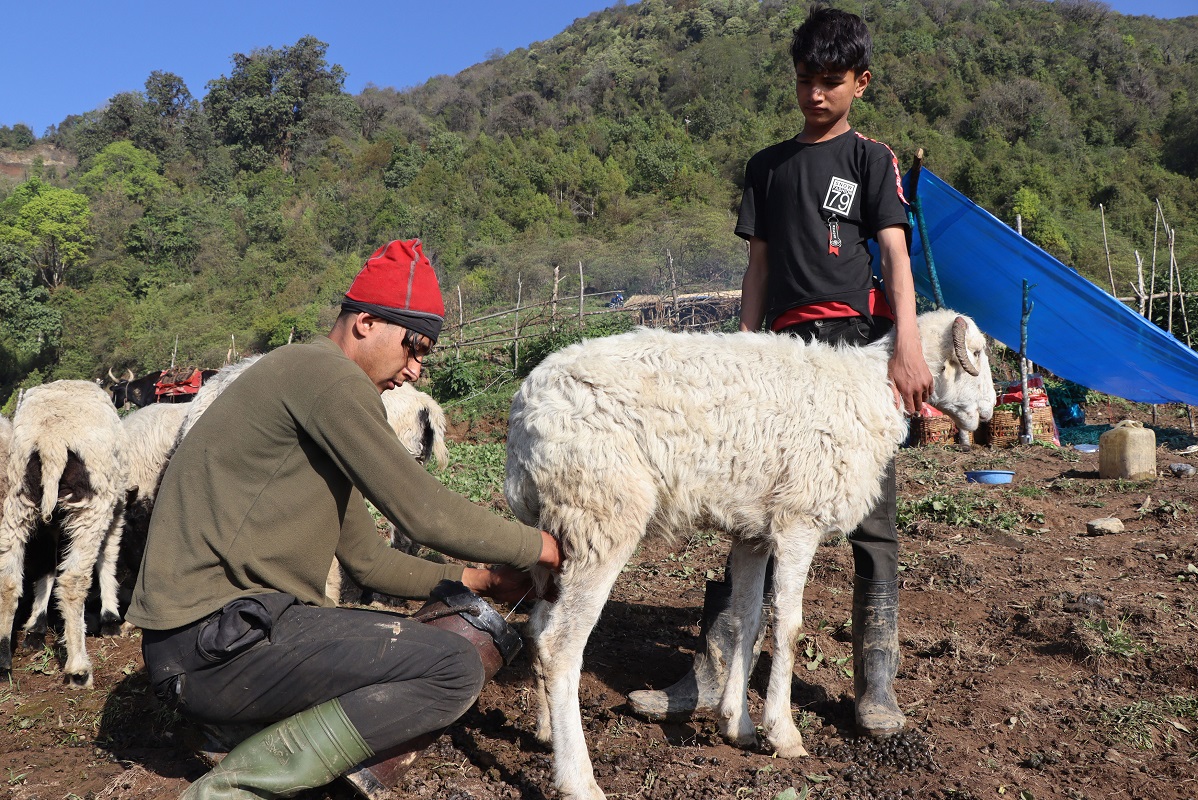 फुङ्लिङमा भेंडाको दूध दुहुँदै किसान