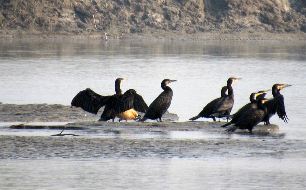 कोशी टप्पुमा किन घटे चरा ?