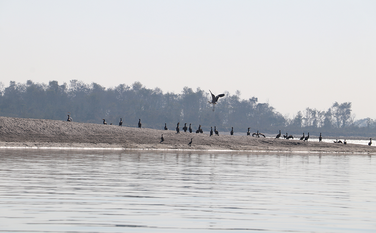 नारायणी क्षेत्रमा भेटिए ४१ प्रजातिका जलपक्षी