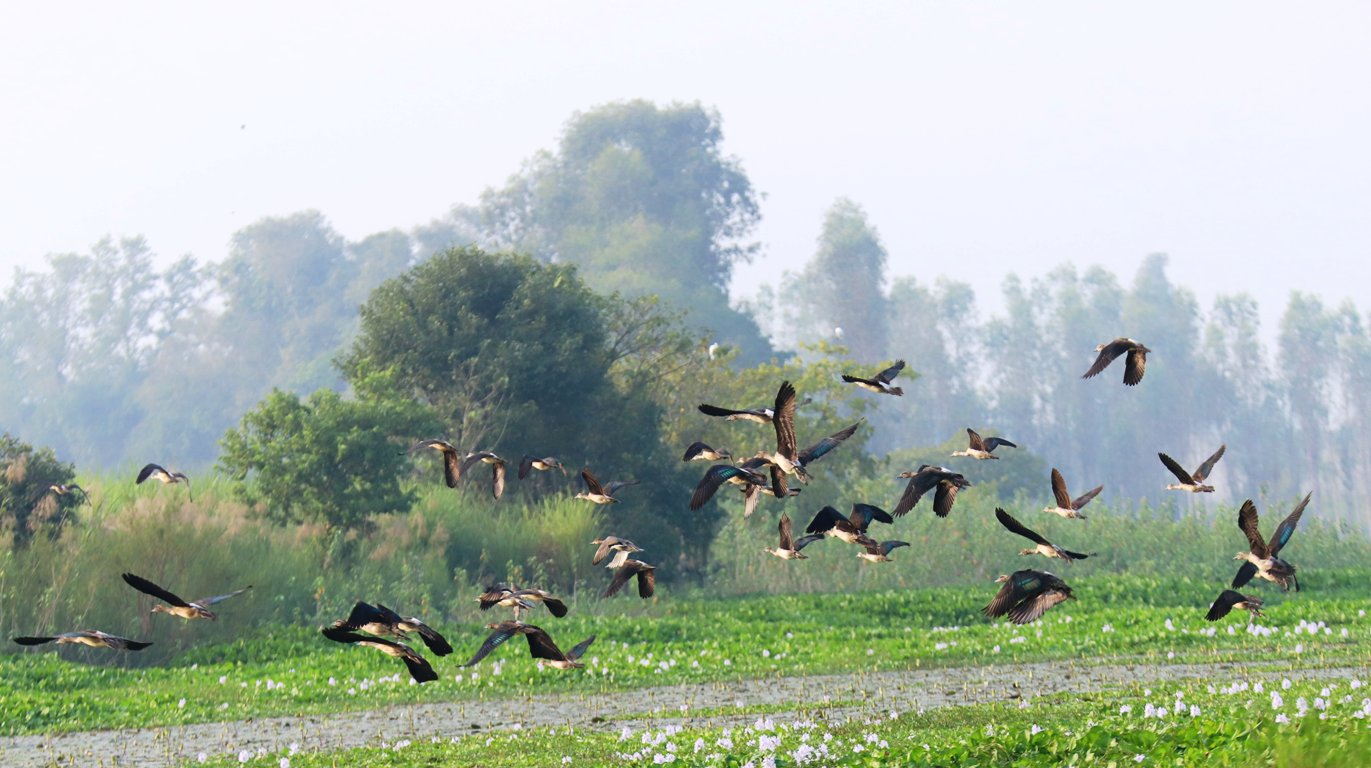 साइबेरियाका चरा कैलाली-कञ्चनपुरमा