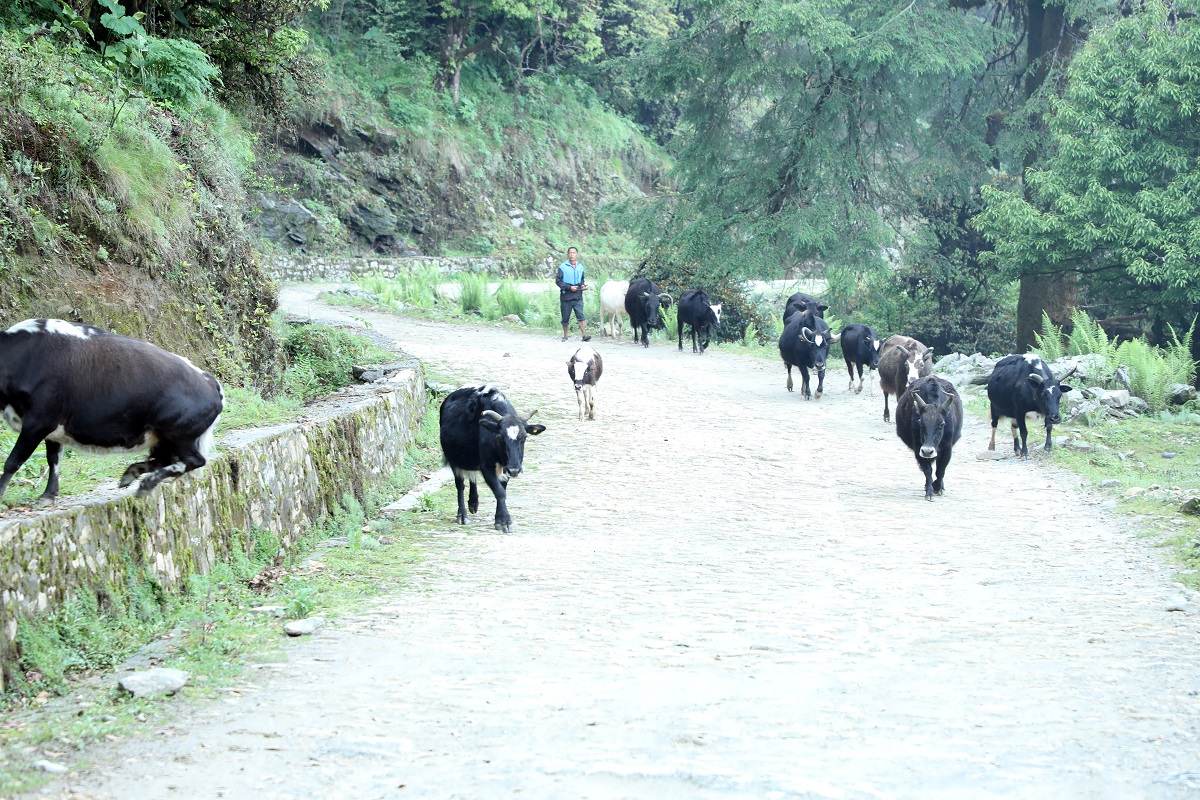 कालिञ्चोक जाने बाटोमा चौरीगाईं