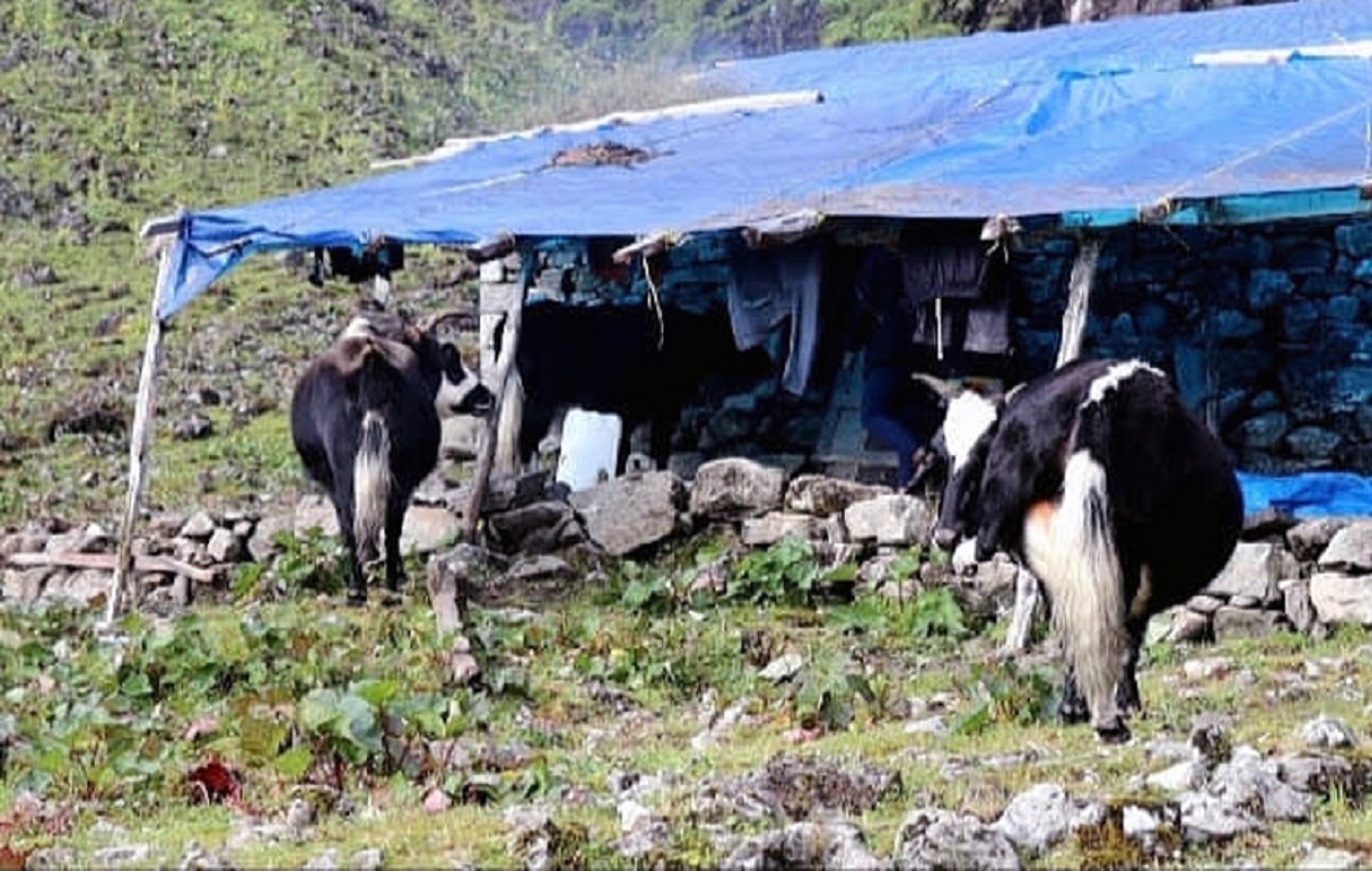 बीमा र अनुदानले सिन्धुपाल्चोकका चौँरीपालक किसान उत्साहित