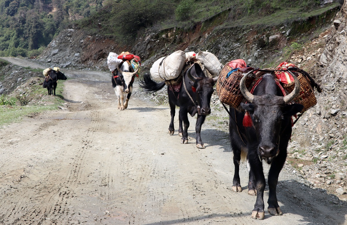 बैशाखेदेखि तेर्सेसम्म खाद्य सामग्री ढुवानी गर्दै चौंरी