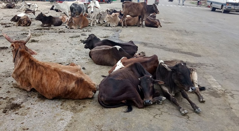 कृष्णपुरका पाँच स्थानमा छाडा चौपाया व्यवस्थापन
