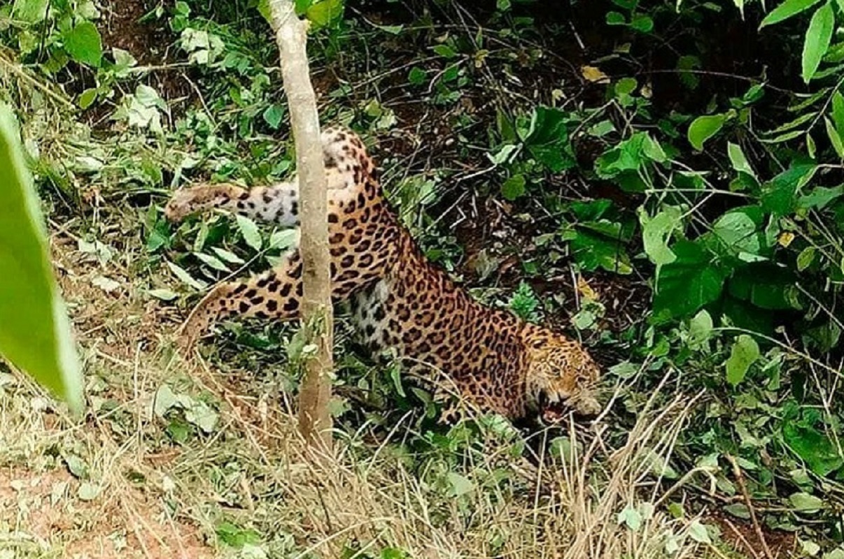 बँदेलका लागि थापेको पासोमा चितुवा परेपछि...
