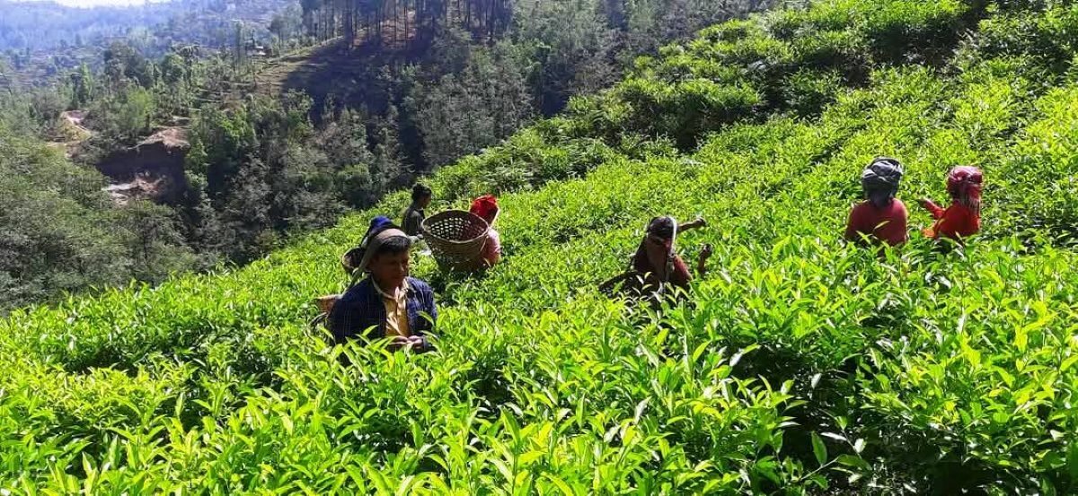 बागलुङको काठेखोलामा चियाको व्यावसायिक उत्पादन सुरु