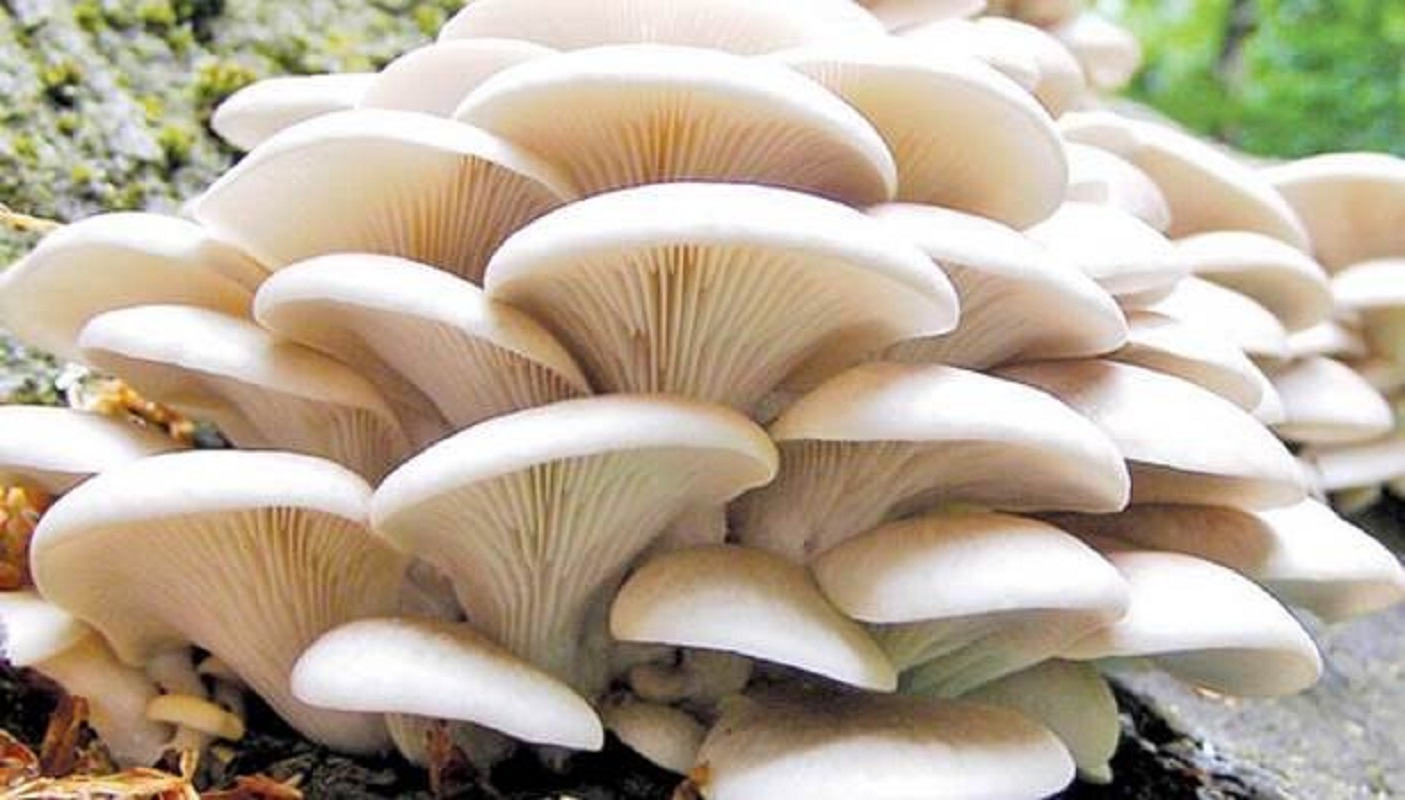 व्यावसायिक च्याउ खेतीमा कैलालीका युवाको आकर्षण बढ्दो