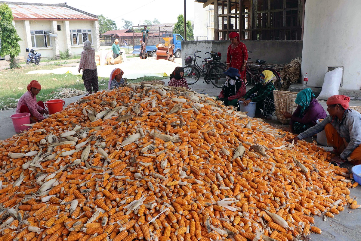 बारामा ८७ हजार मेट्रिकटन मकै उत्पादन