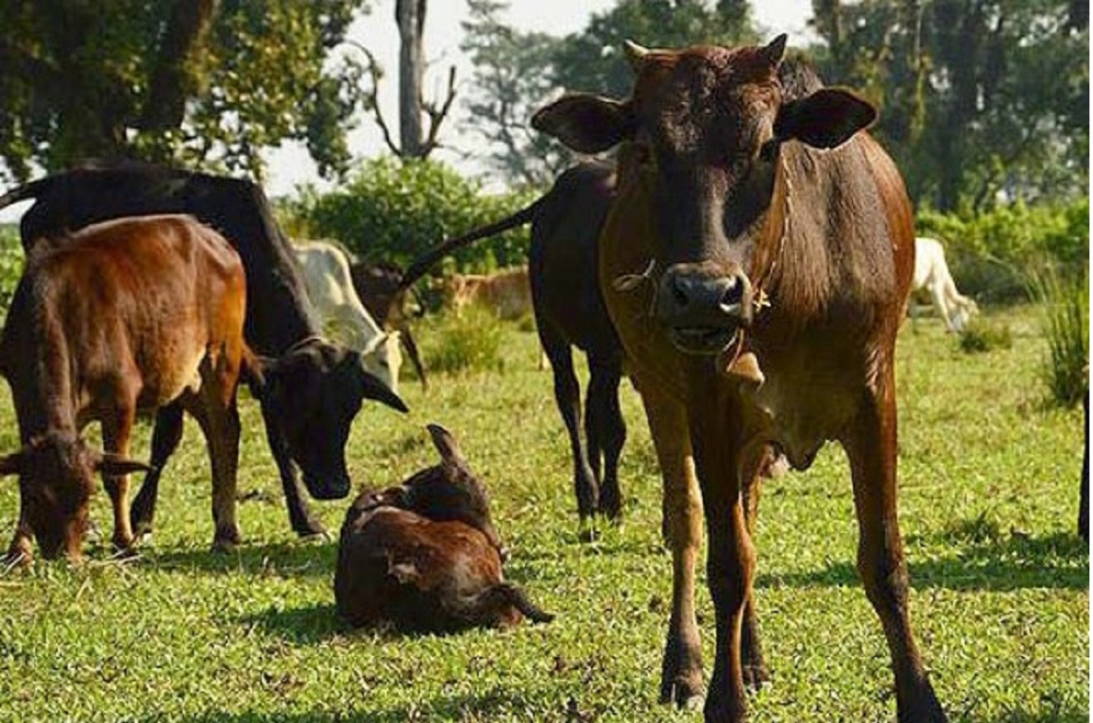 पर्वतमा स्थानीय जातका गाई संरक्षण गरिँदै