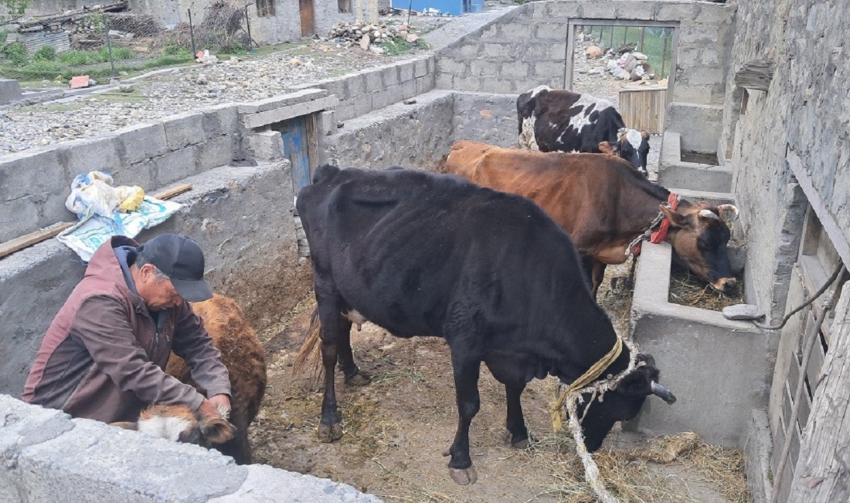 मुस्ताङको स्याङमा उन्नत जर्सी गाईपालन व्यवसाय फस्टाउँदै