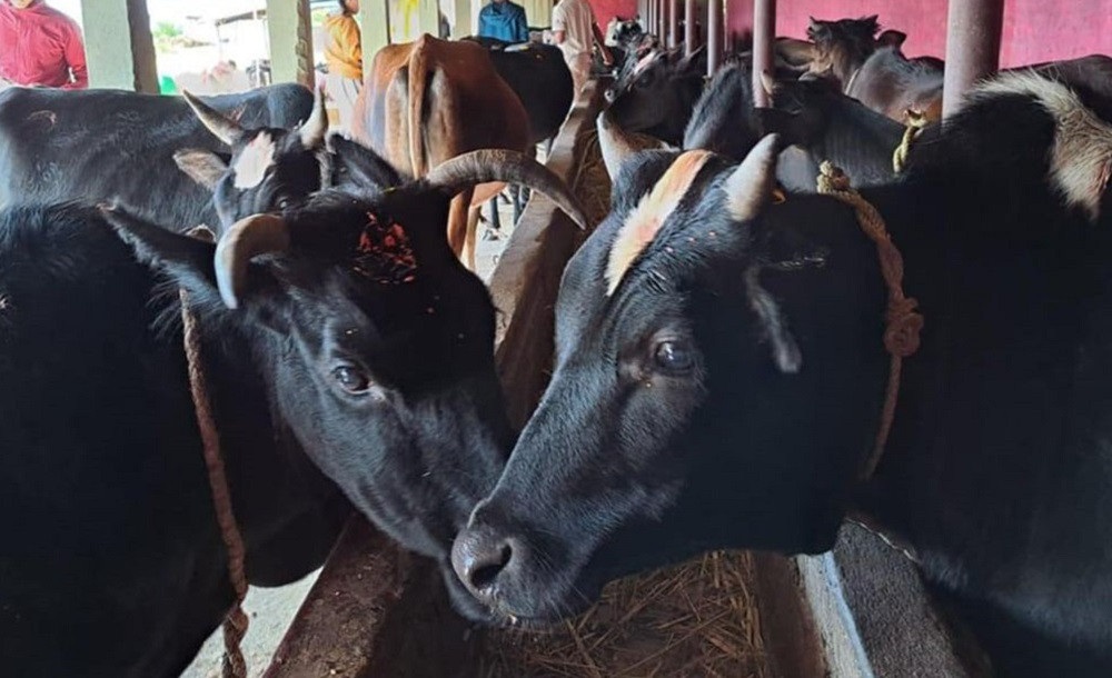 गोबर र गहुँतबाट आम्दानी