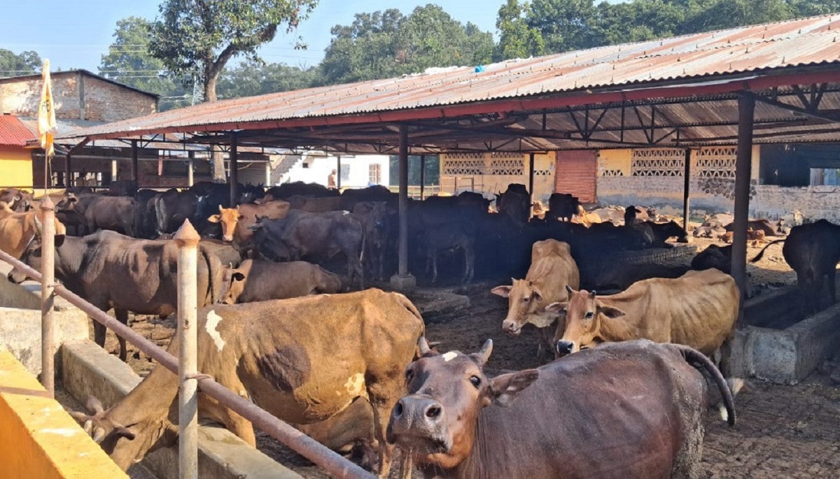 स्थानीय जातका गाई संरक्षण गर्न एक करोडको कोष