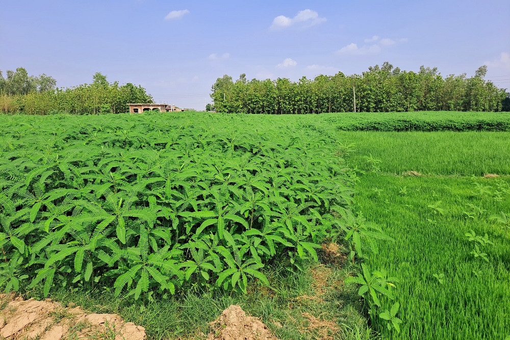 कम्पोष्ट मलका लागि सिमालघारीमा ढैँचाखेती