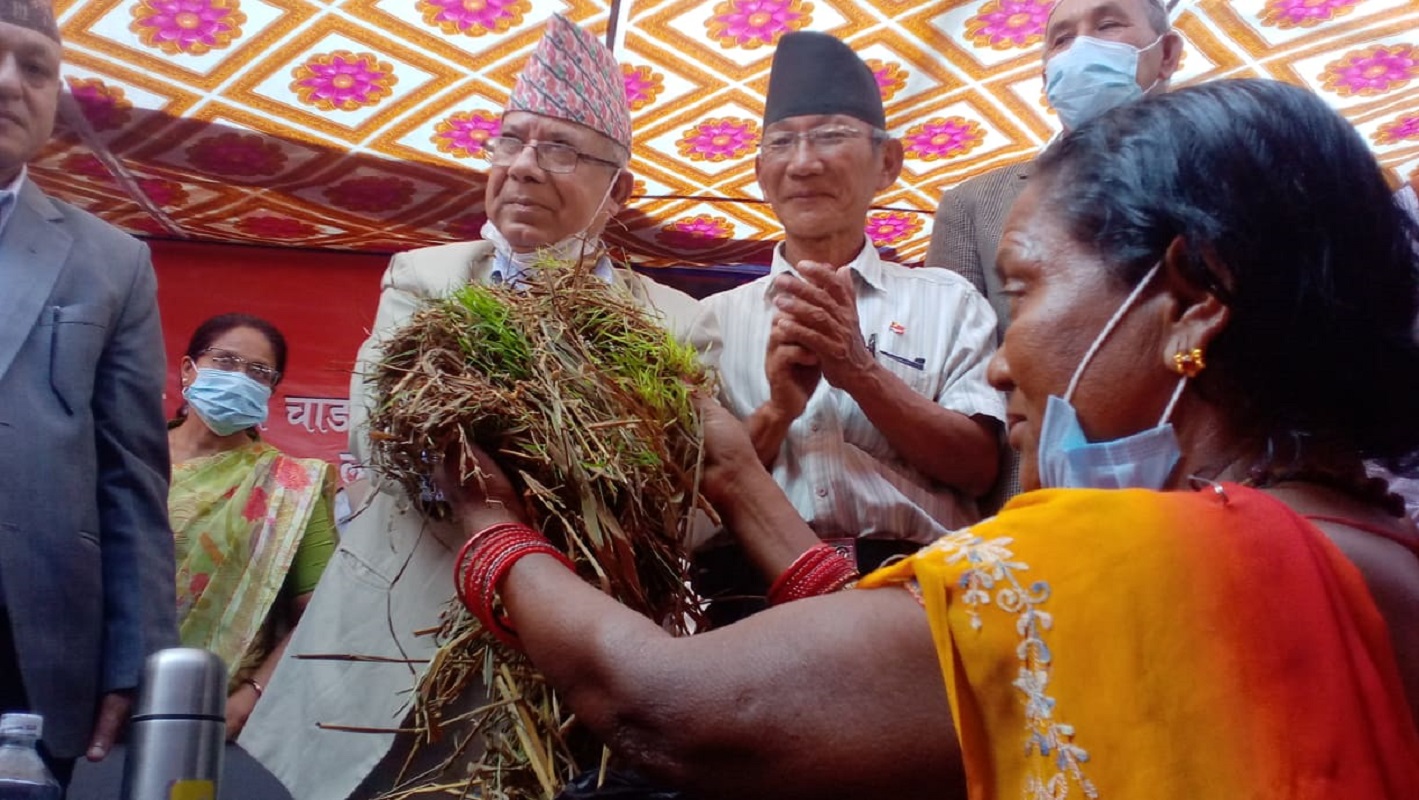 माधव नेपाललाई किसानले बुझाए खेतमै उम्रिएको धान