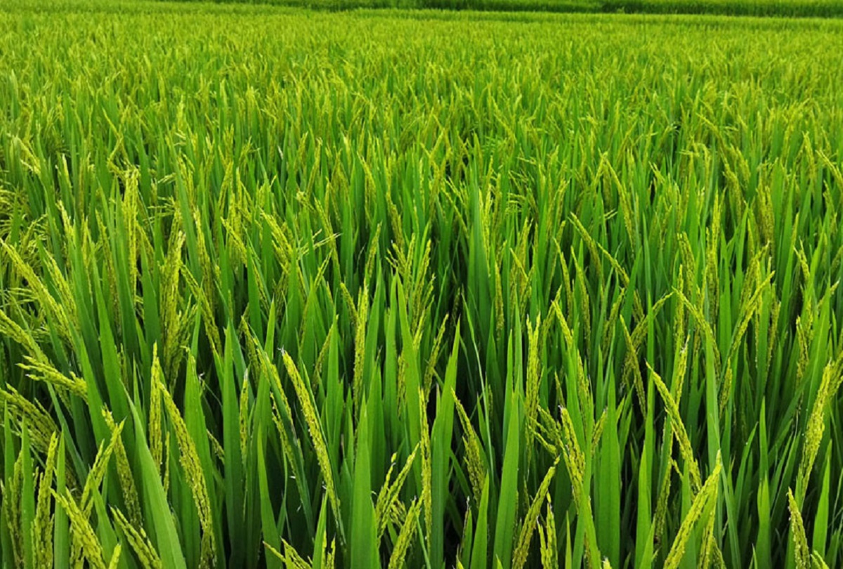 रैथाने धानको अनुसन्धान गरिँदै