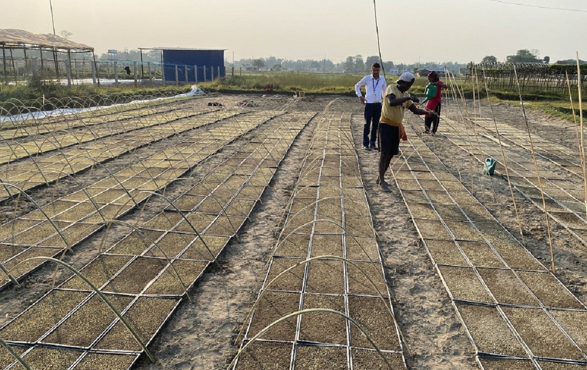 चैते धान लगाउन झापामा नयाँ प्रविधि