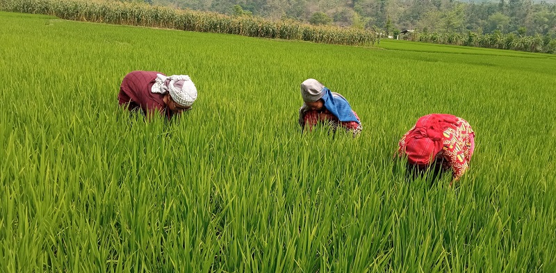 चैतेधान गोडमेल गर्दै रामपुरका किसान