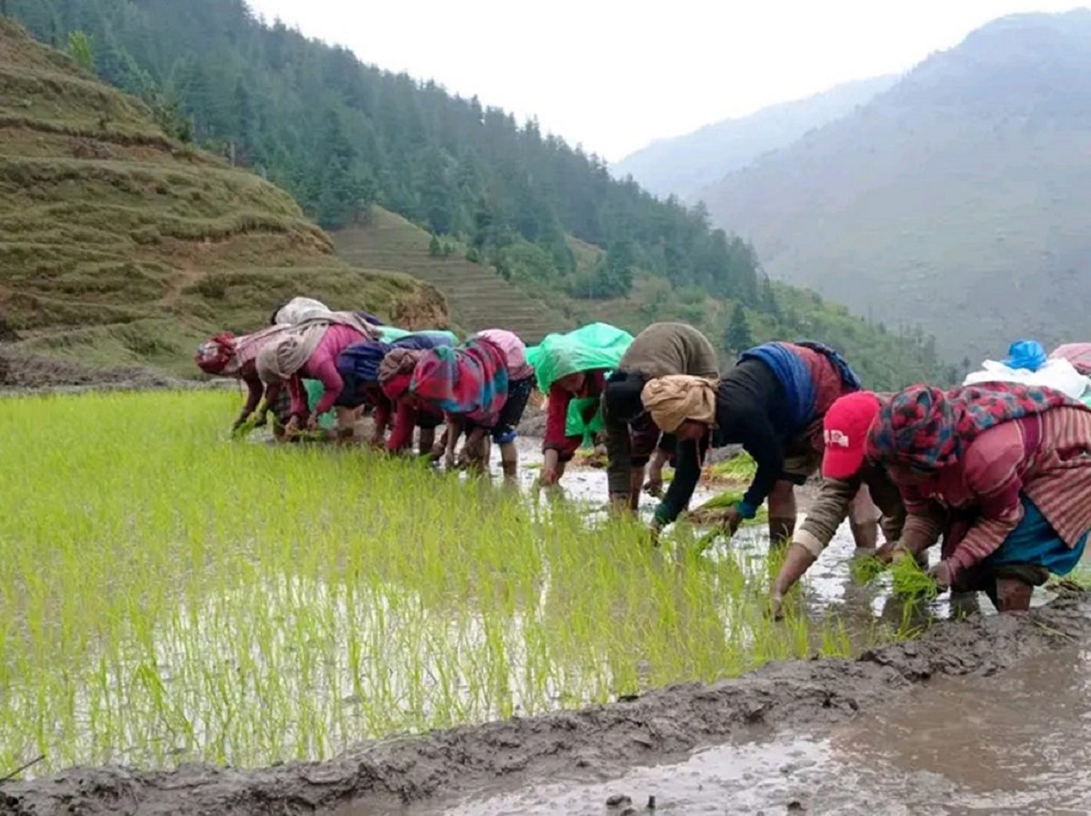 जुम्ली किसानलाई कालीमार्सी धान रोपाइँ भ्याइनभ्याइ