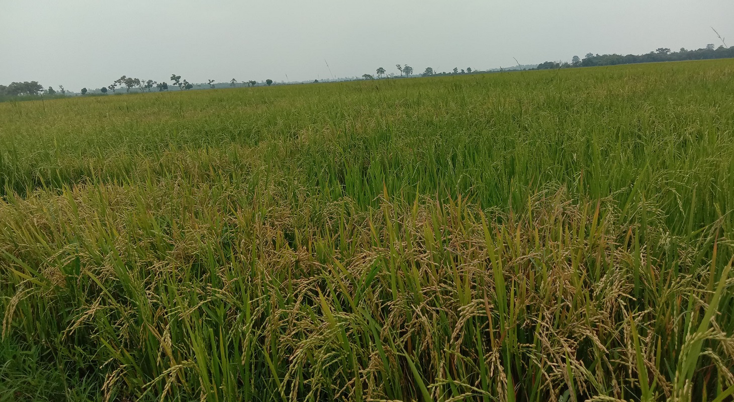 गुल्मीमा घट्यो धान उत्पादन