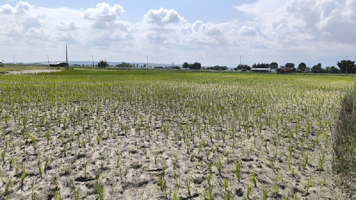 पानी नपर्दा रोपोमै सुक्न थाल्यो धान