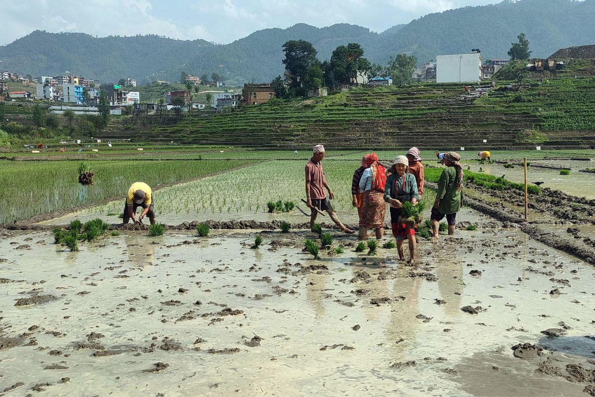 असारे गीतमा झल्किएको कृषि समाज