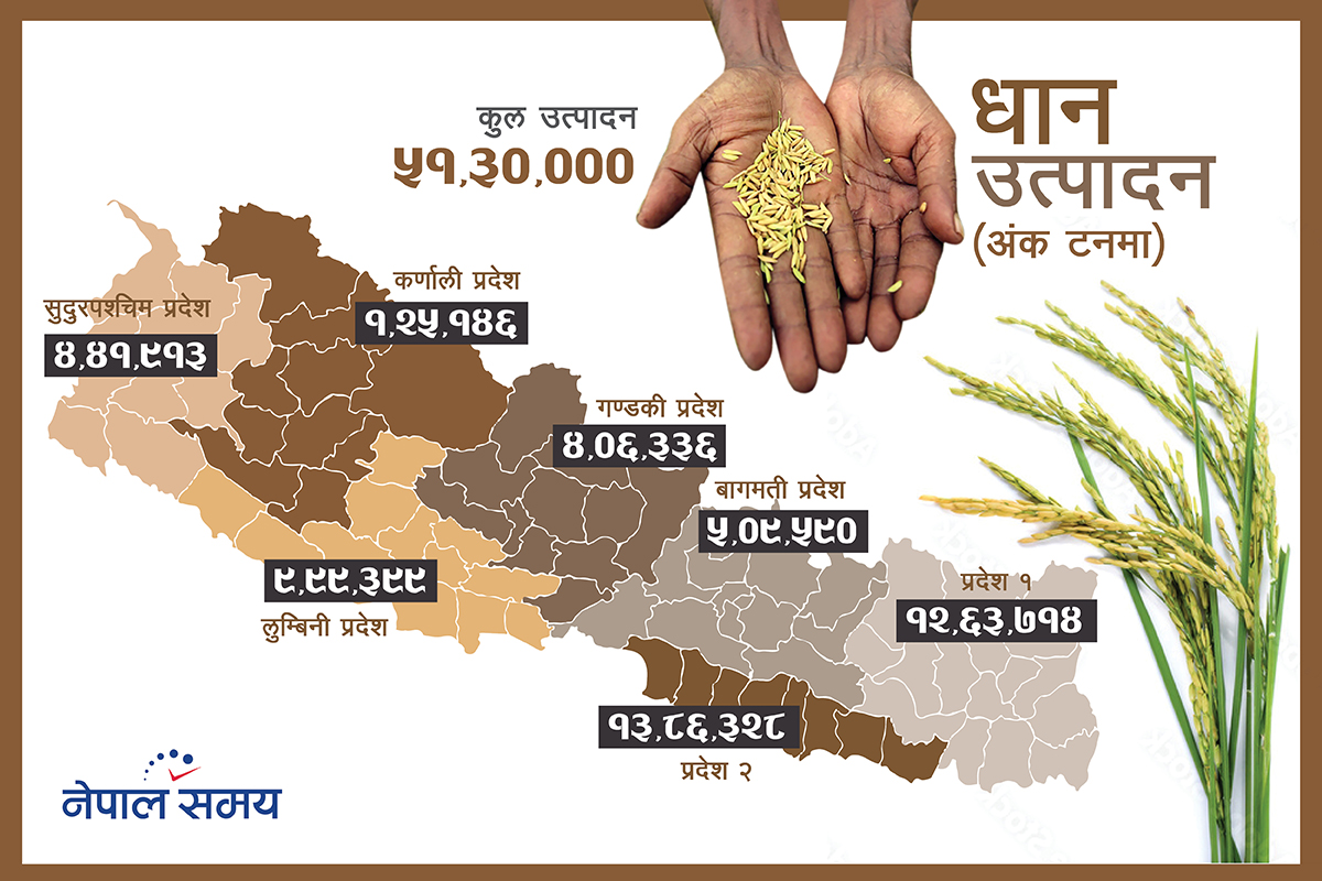 बढी क्षेत्रफलमा रोपाइँ हुँदा पनि किन घट्यो धान उत्पादन?