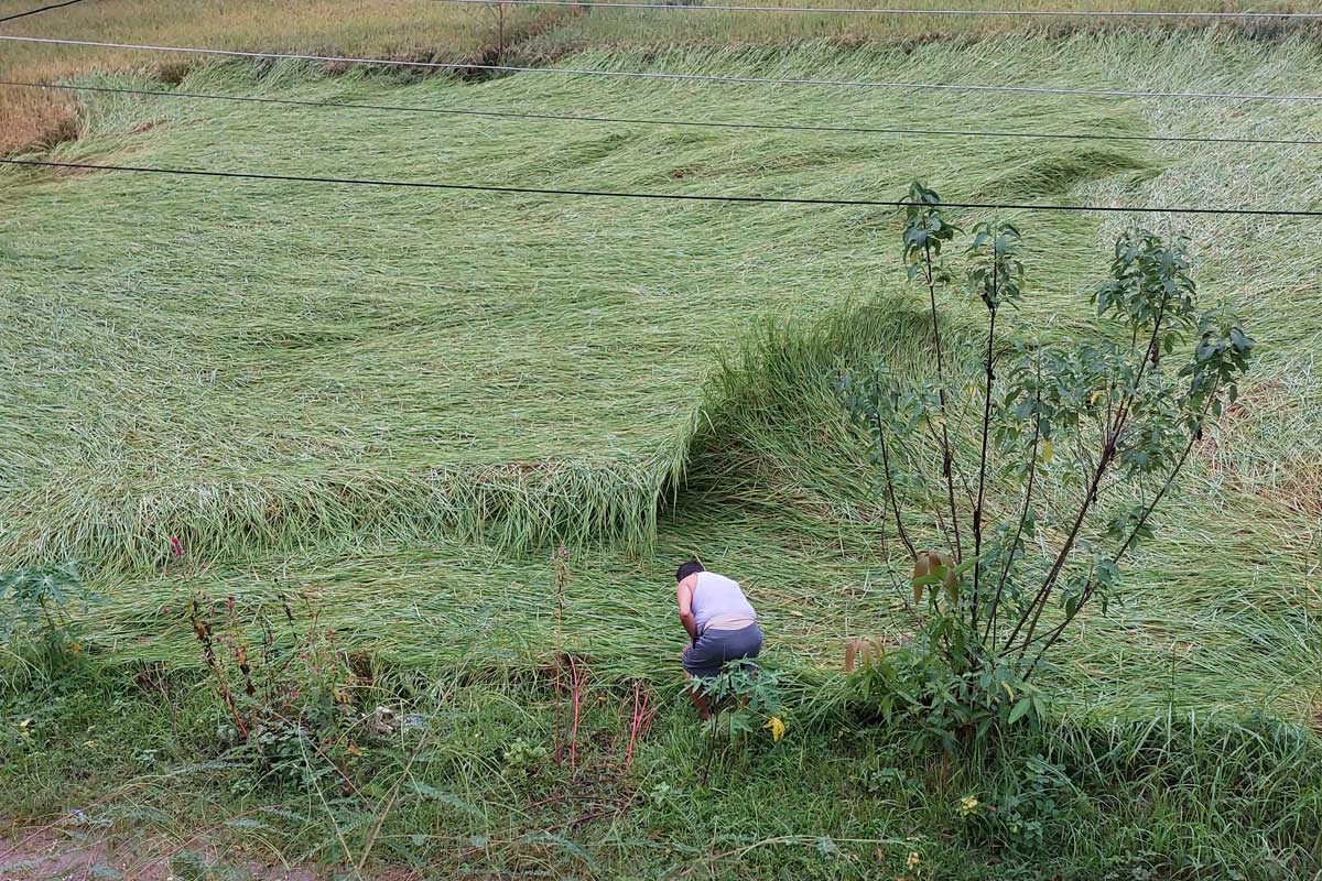 लुम्बिनीमा १ लाख २९ हजार हेक्टर धानखेतीमा क्षति