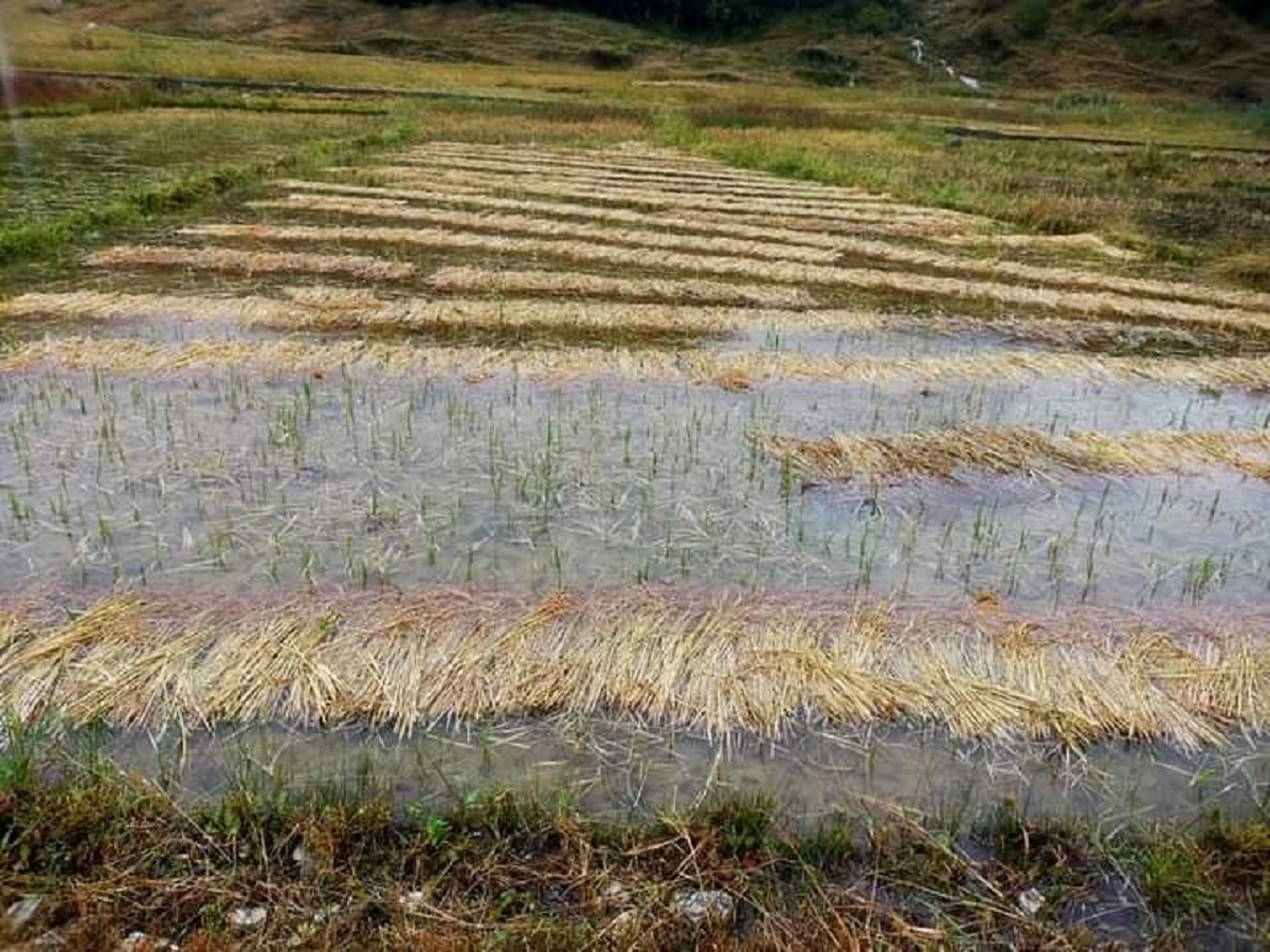 बगर बन्यो मार्सी फल्ने फाँट, बिउ नै मासिने खतरा