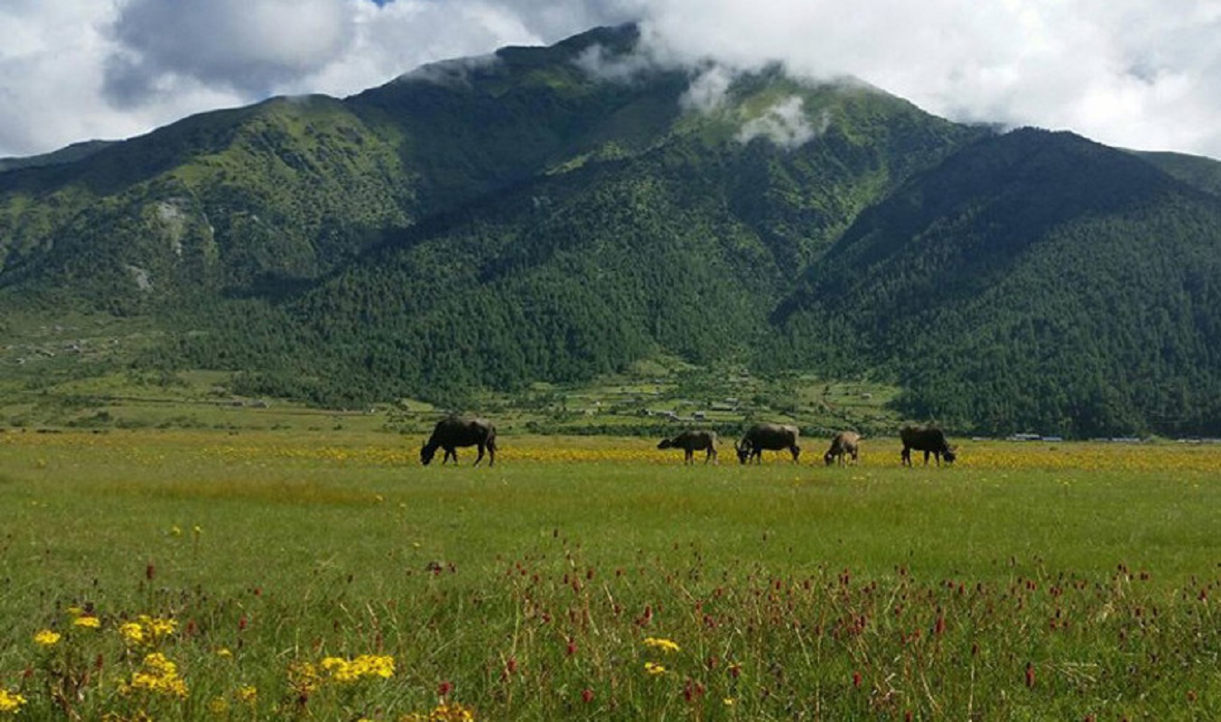 सुन्दर ढोरपाटन, तर पुग्नै मुस्किल