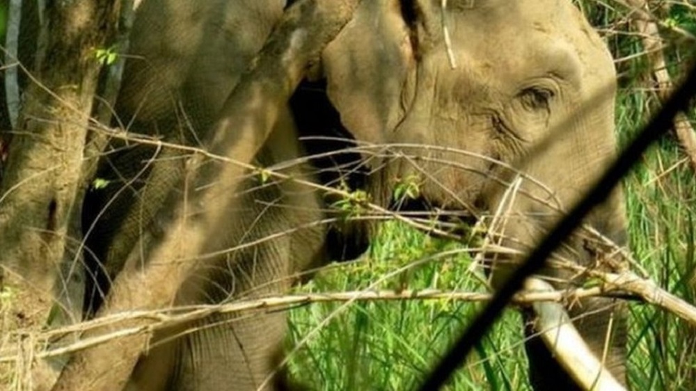 जंगली ध्रुवेलाई नियन्त्रणमा लिन टोली परिचालन