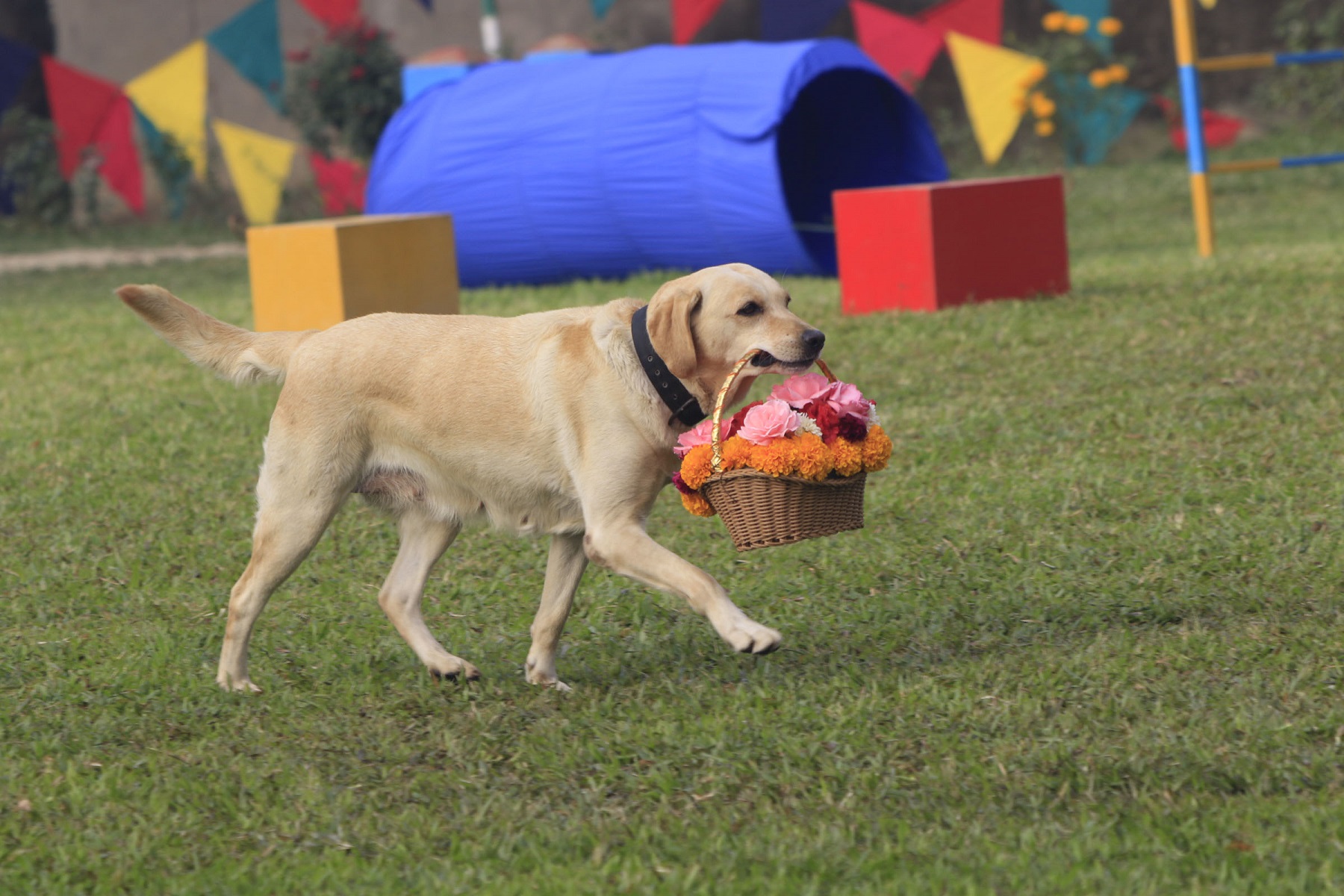 कुकुर कला [तस्बिरहरू]