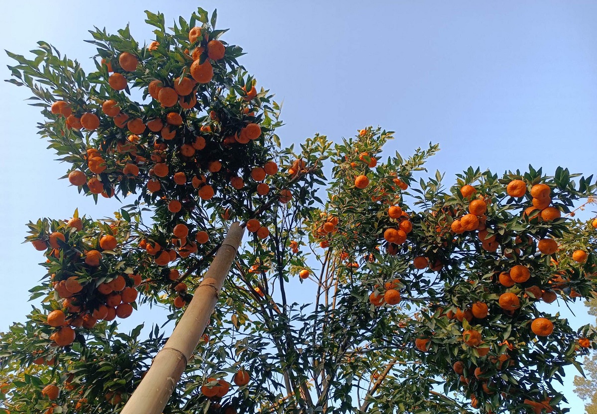 लटरम्म फलेको सुन्तलालाई टेको