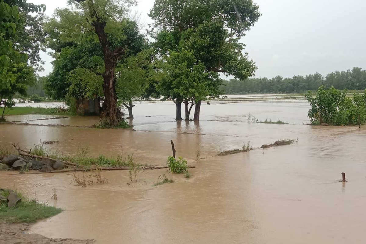 लगातारको वर्षाले पश्चिम तराईका केही ठाउँ डुबानमा