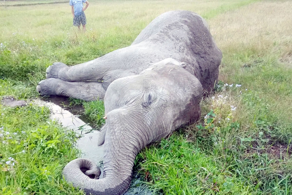 झापामा पोथी हात्ती मृत भेटियो