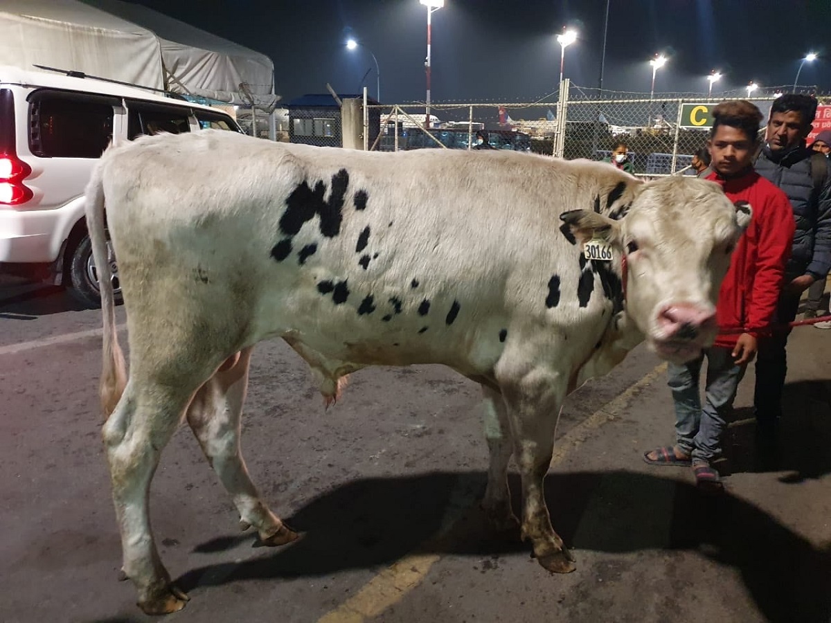 अमेरिकाबाट दुई करोडमा सातवटा साँढे ल्याइयो