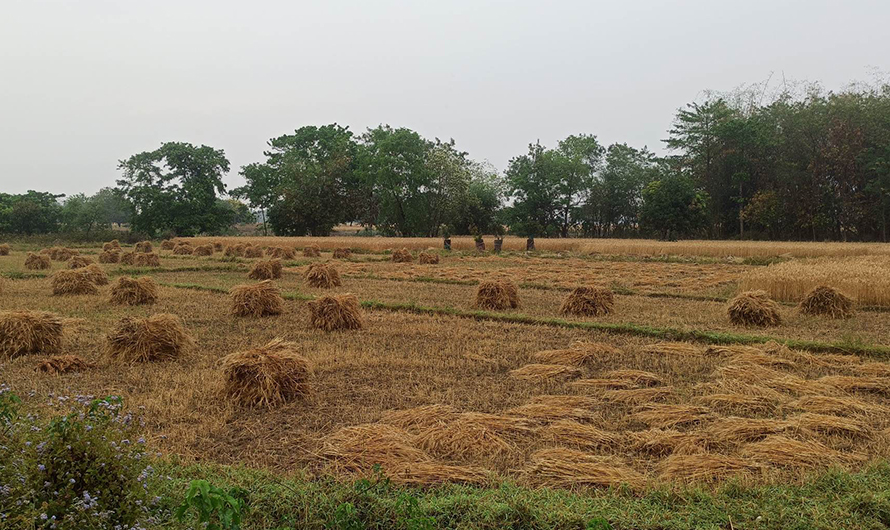दाङका किसानलाई हिउँदे बाली भित्र्याउने चटारो
