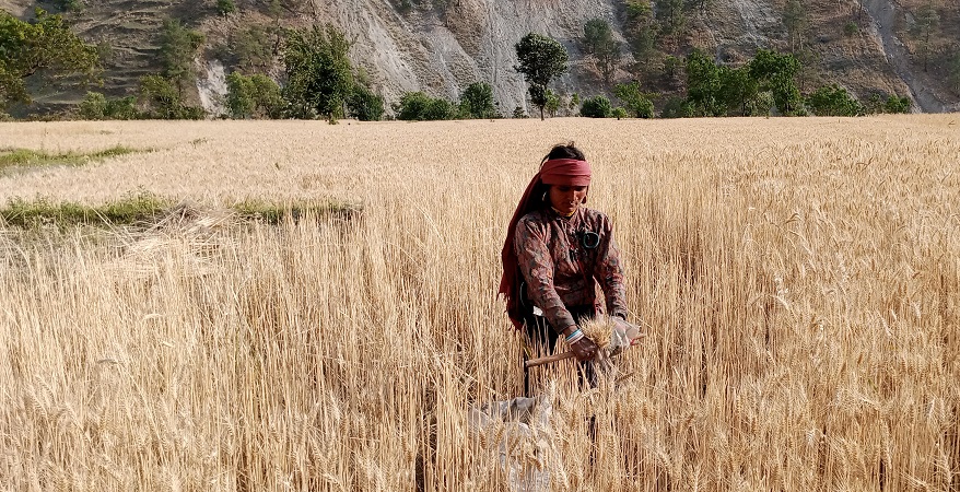 तल्तडी जिउलामा गहुँ टिप्दै महिला