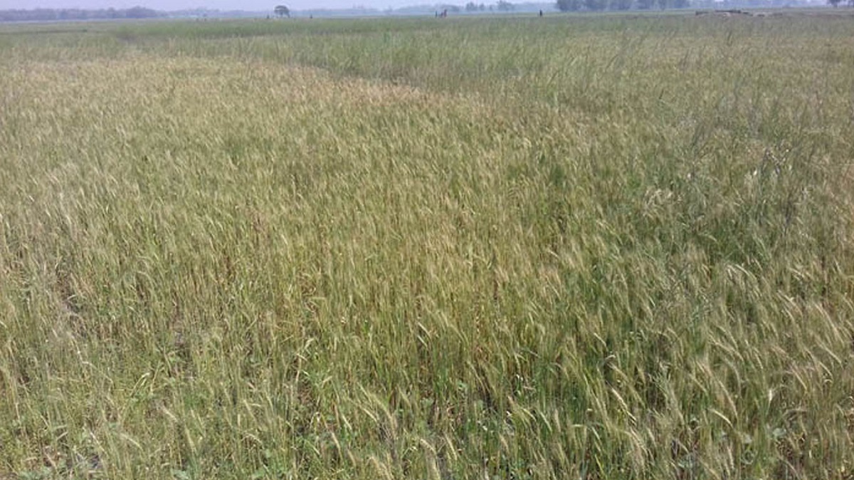 भित्र्याउने बेलाको गहुँ र जौमा असिनापानी