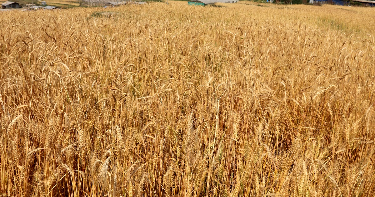 धनुषामा गहुँ उत्पादनमा कमी