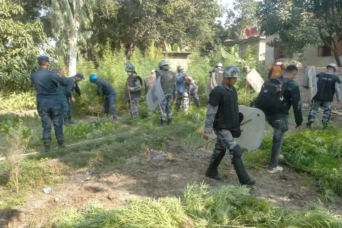 अवैधरुपमा लगाइएको गाँजा र अफिम खेती प्रहरीद्वारा नष्ट