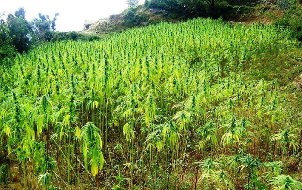 गाँजा खेती नष्ट गर्दै प्रहरी, प्रतिबन्ध फुकुवा गर्ने गृहको तयारी