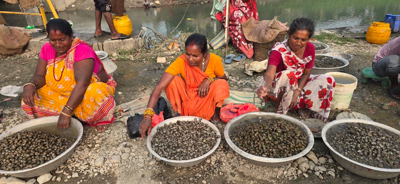 घोँगी बेचेर मासिक ५० हजारसम्म कमाइ